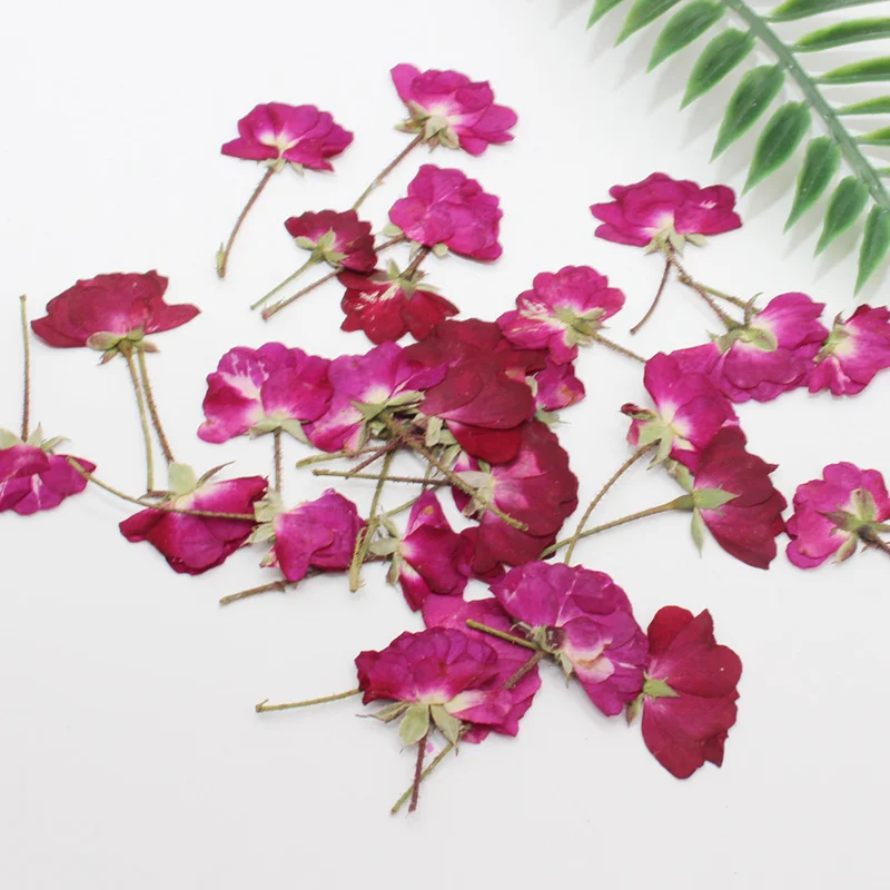 60Pcs Dried Flower Pressed Rose Plant Herbarium for Making Craft Diy Epoxy Resin Pendant Necklace Bookmark Postcard Accessories |
