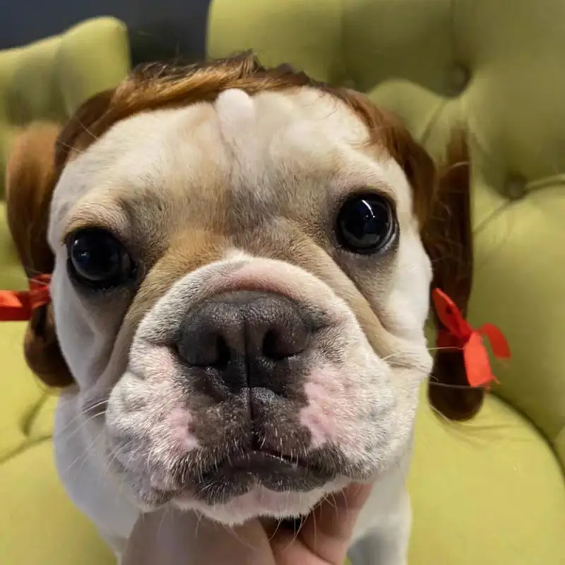 

Pet Wigs Cosplay Props Funny Dogs Cats Cross-Dressing Hair Hat Costumes Head Accessories For Halloowen Christmas Pets Supplies