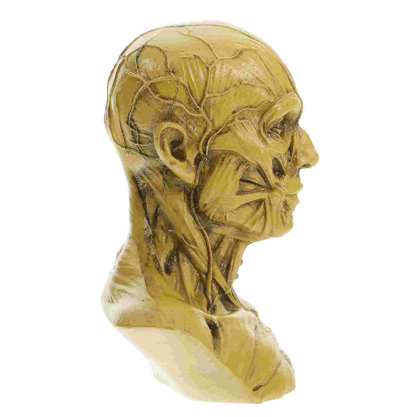 Эскиз Статуя Манекен Модель Смола Анатомия Череп Голова Декор Художник Рисунок