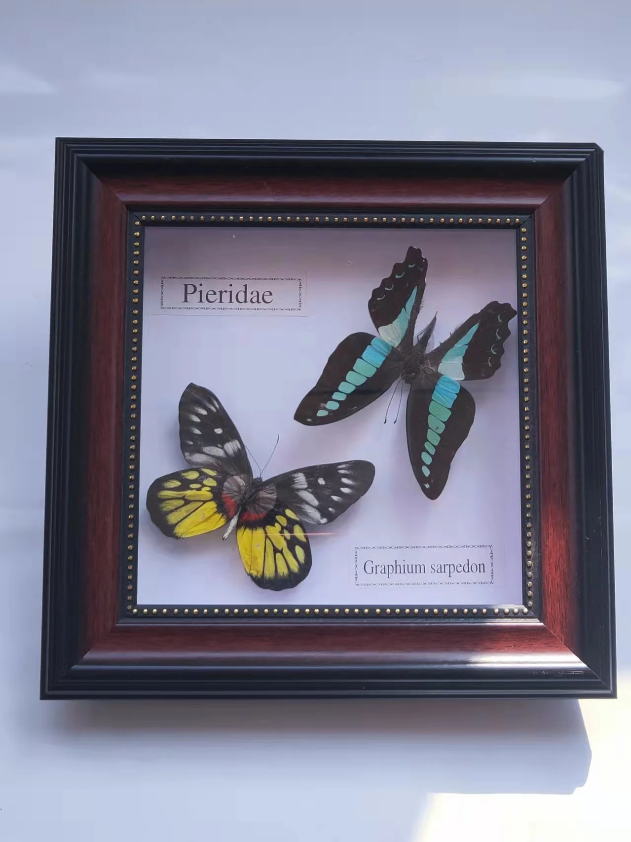 

Single butterfly specimen photo frame craft/art decoration