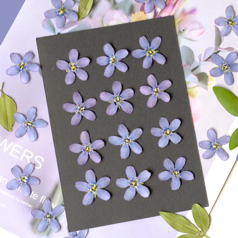 12 шт./2-3 см синяя звезда Амсонии прессованная цветочная голова сухой цветок чехол