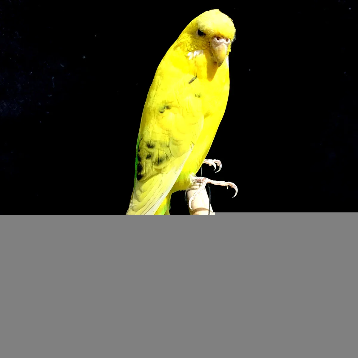 

Набивка из натуральной Таксидермии, Евразийский желтый мелопситтакс Budgerigar волнистый попугай, набросок, рисунок, обучение/украшение