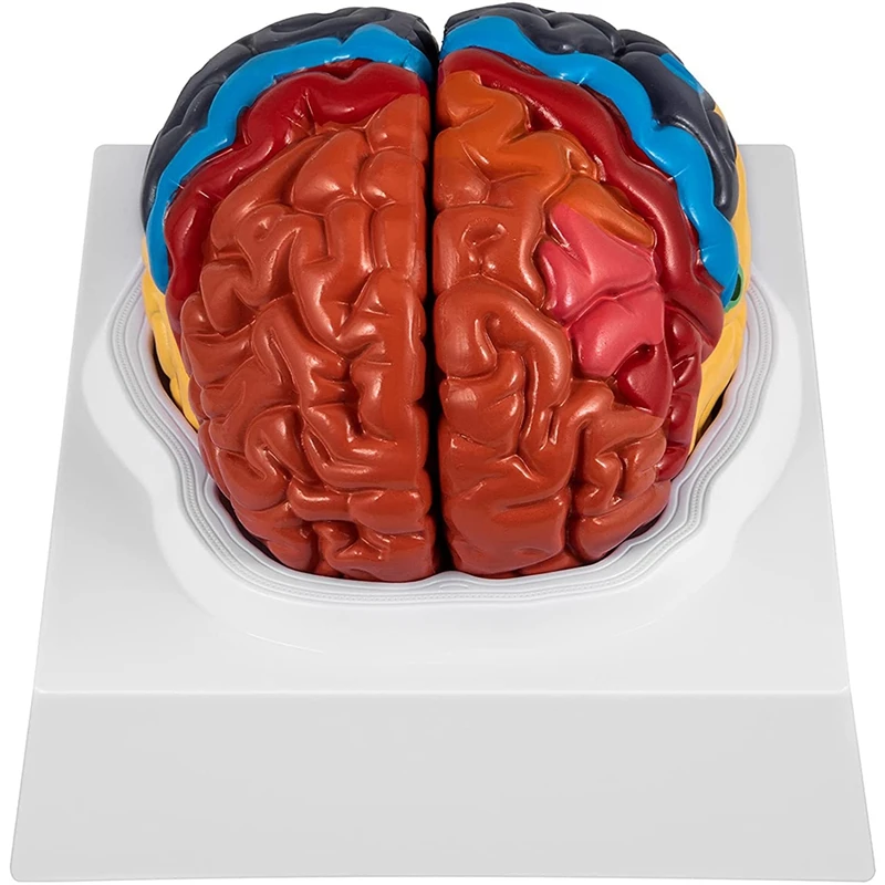 

Human Brain Model Anatomy 2 Part Brain Model Color Coding With Display Base Brain Teaching Anatomy Science Classroom