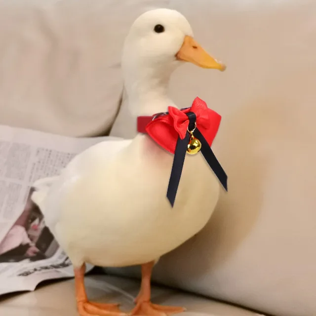 Pet Adjustable Bowtie Chicken Duck Collar With Bell Collar Collar Poultry Small Animal Costume Accessory Gift For All Kinds 1