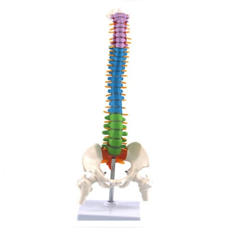 

45Cm with Pelvic Human Anatomical Anatomy Spinal Column Model Teaching Resources for Students