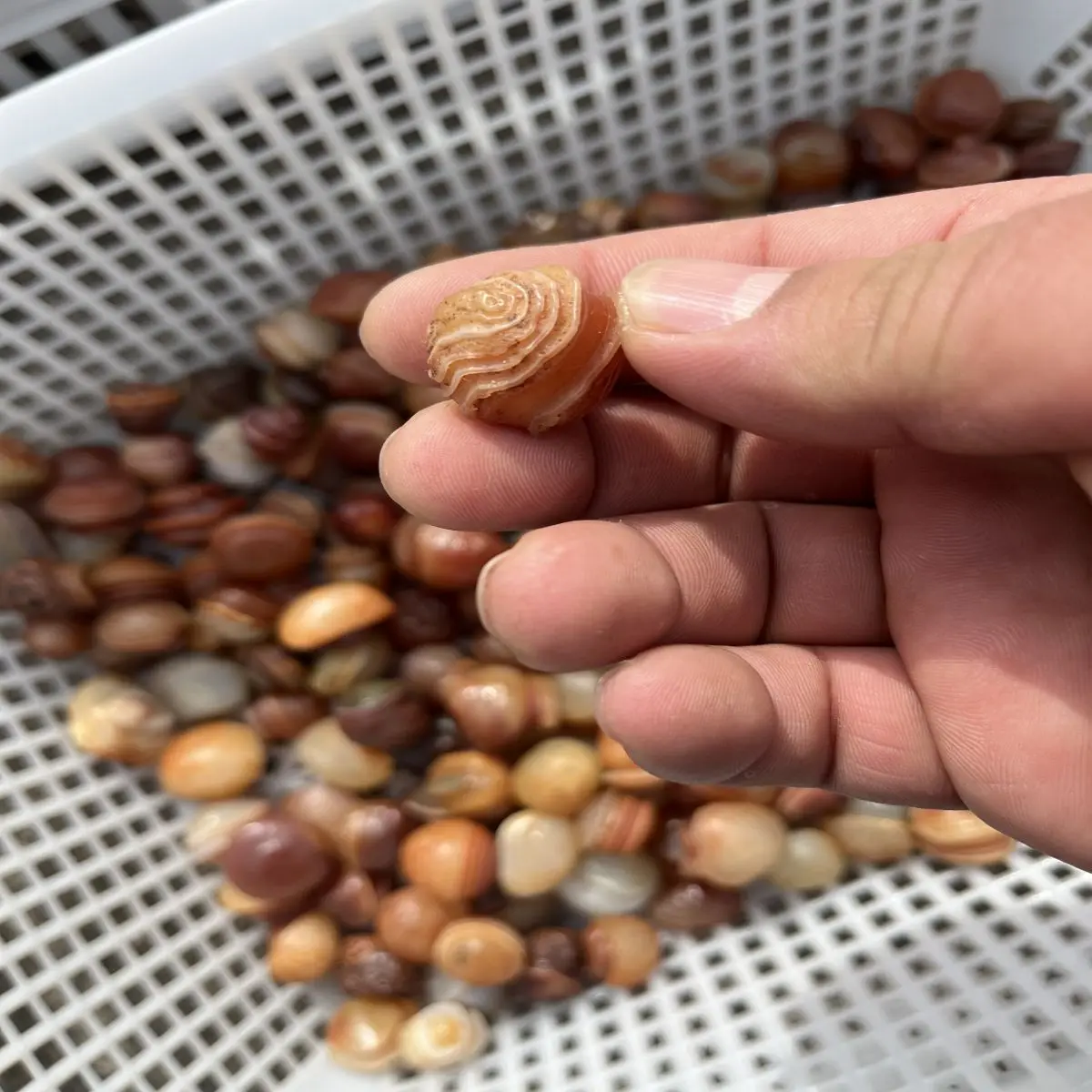 Natural Crystal Original Stone Desert Gobi Spiral Agate Grain Clear Play Collection Decorative High