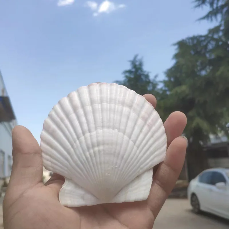 

Small Seashells, Large White Fan Seashells, Children'S Painting, Graffiti, Punching, And Signing In Wholesale Independent Statio