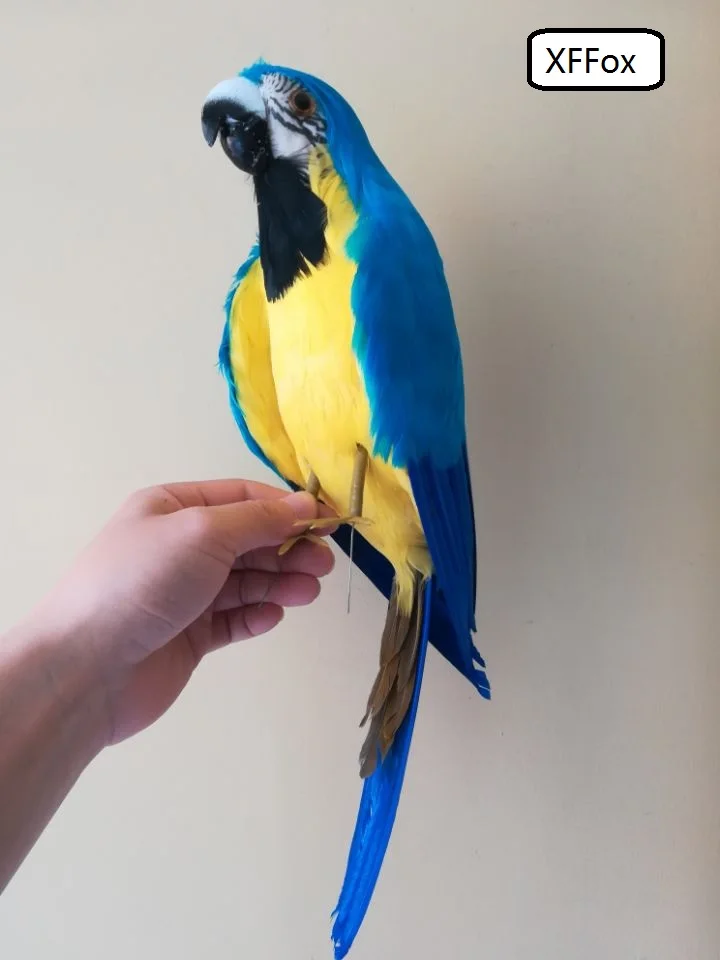 

new real life parrot model foam&furs blue&yellow parrot bird doll gift about 45cm d0226
