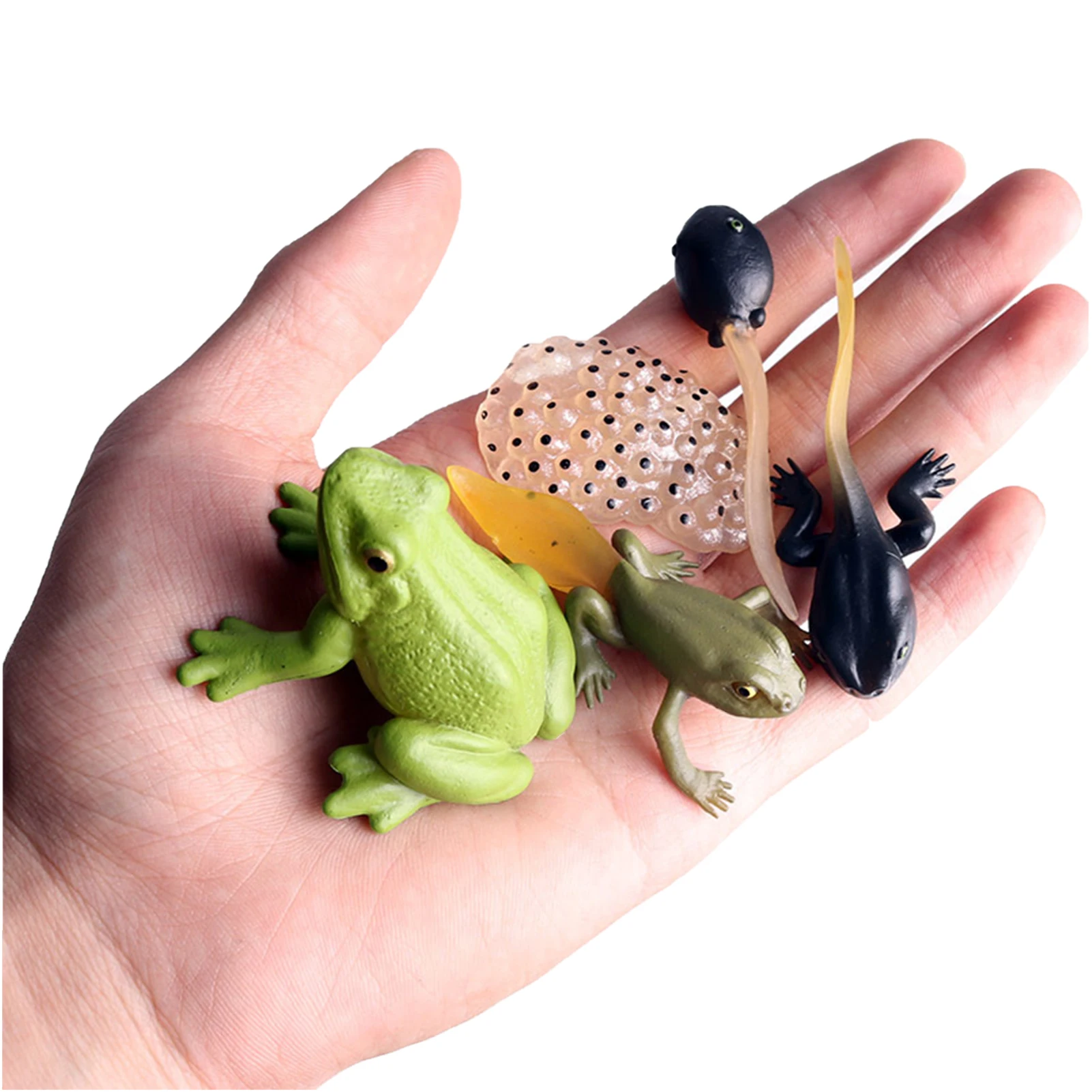 

Модель в виде лягушки, реалистичная модель с циклом роста животных, фигурка, игрушки, фигурки в виде лягушки для обучения и