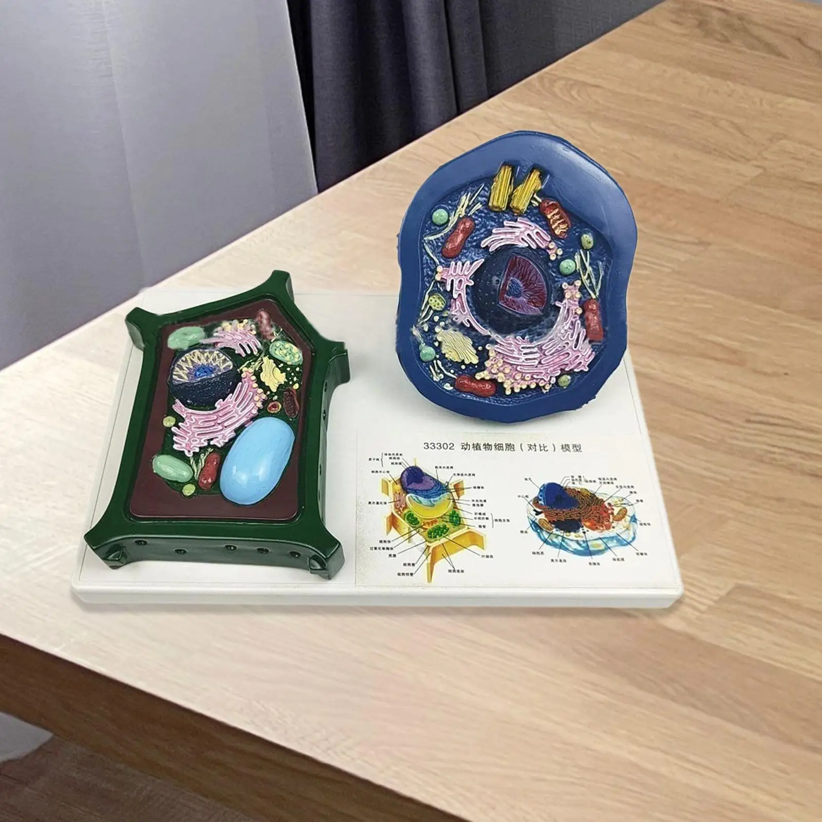 Модель клеток животных и растений Биологическая экспериментальная модель для