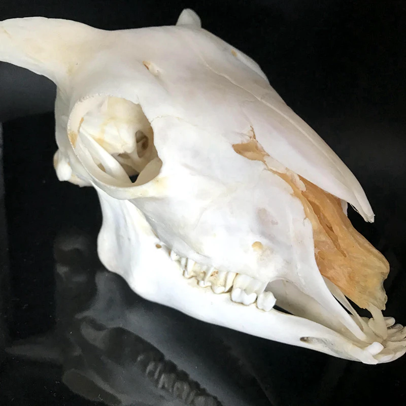 1 шт. имеют угол Ram череп Овцы черепом Ovis aries короткое маленькое из шифона и