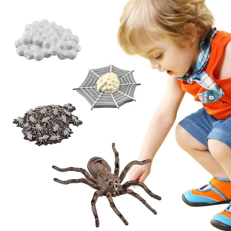 

Life Cycle Model Realistic Aneduimal Figurine Toys Children's Science Education Toys Great For Learning Cake Toppers Goodie Bag