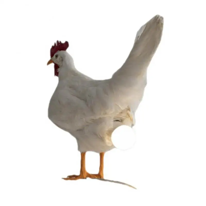 

Настольная лампа в виде петуха, трехмерный декоративный фонарь для цыплят, ночное освещение для спальни, гостиной