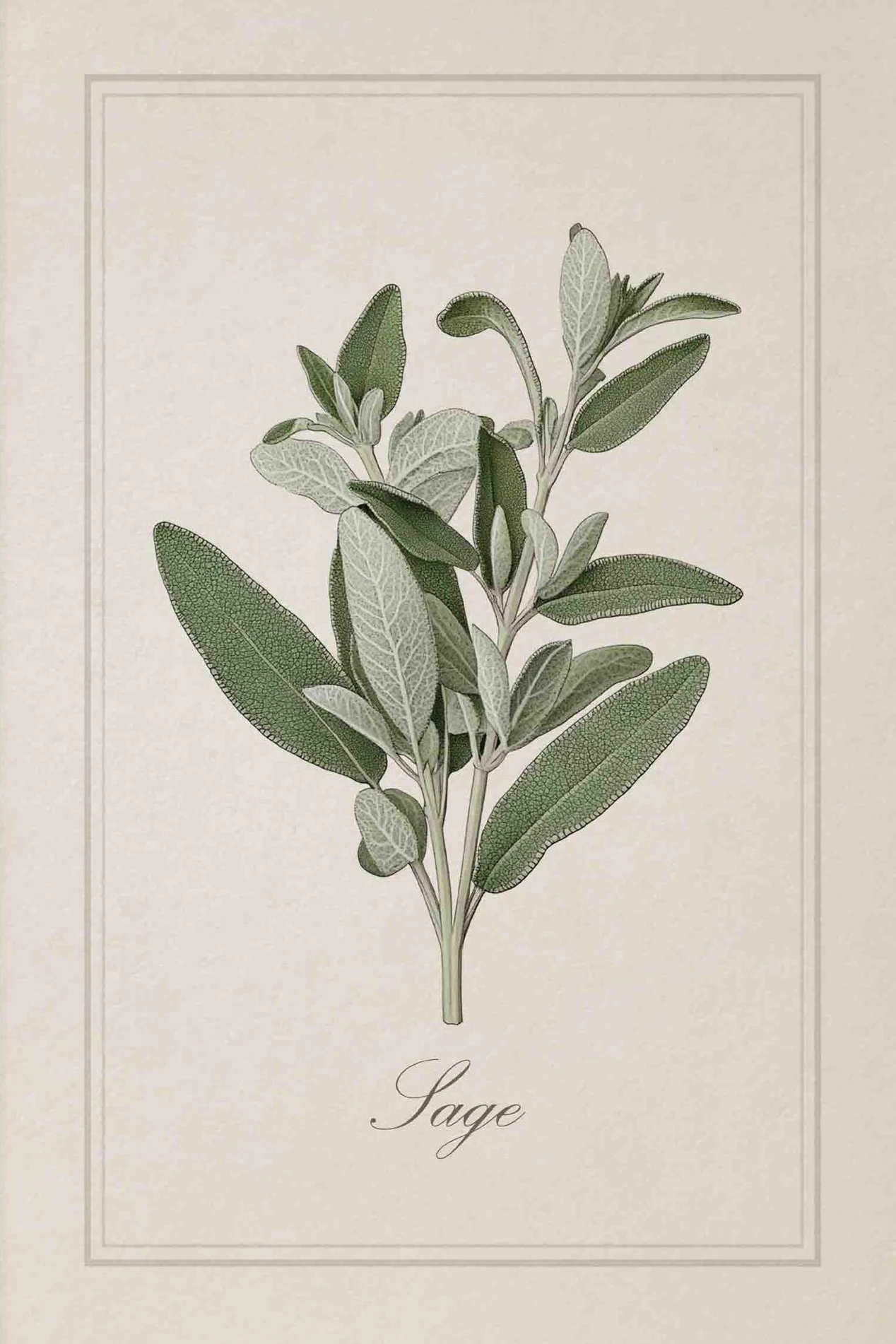 

Печать на холсте "Винтажные травяные иллюстрации"