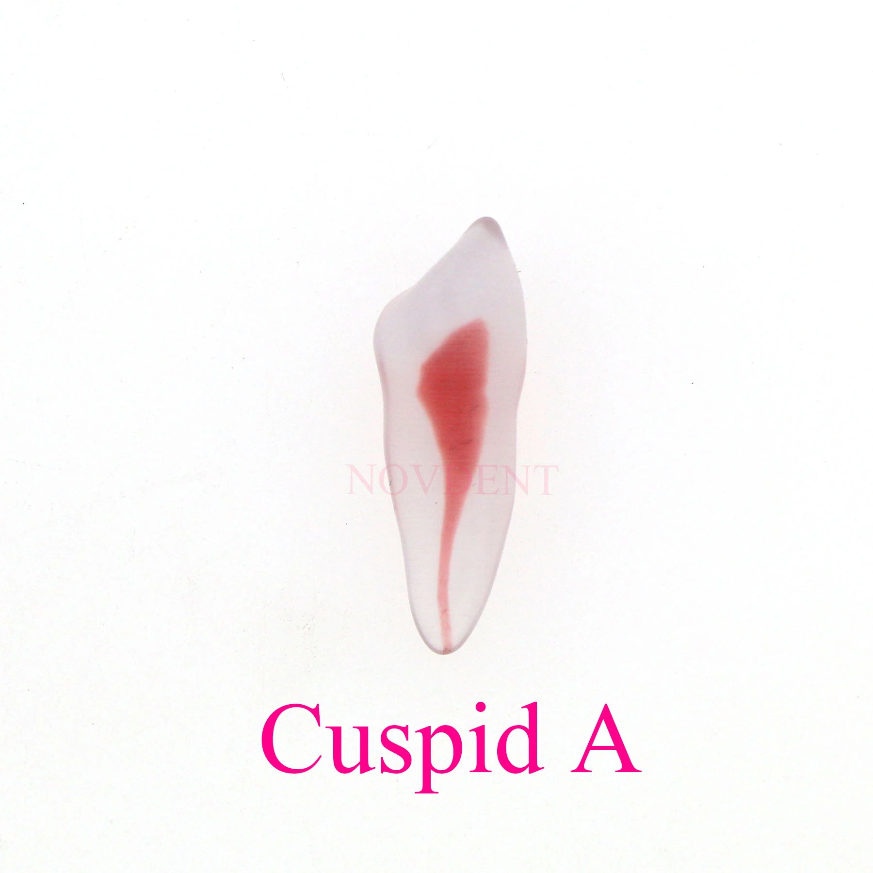 3D модель корневых каналов зубов тренировочная Cuspid A из смолы для терапии