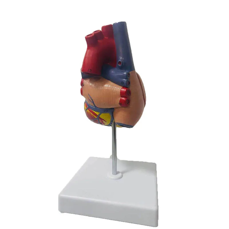 1:1 Lifesize человеческого сердца анатомическая модель медицинская наука Обучающие
