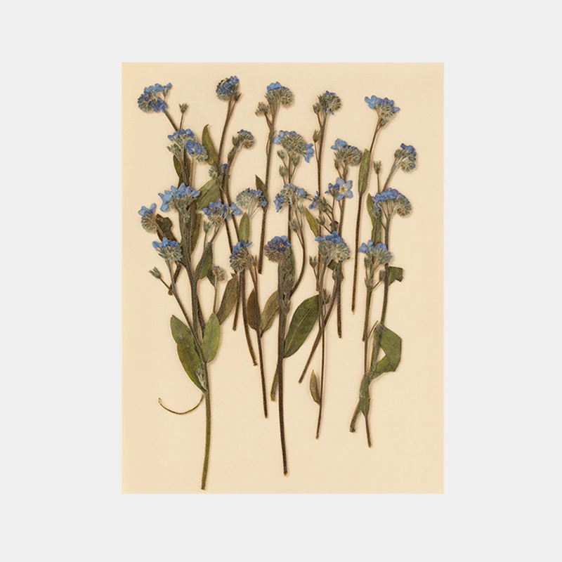 Натуральные сушеные цветы растения 15 цветов для самостоятельного изготовления