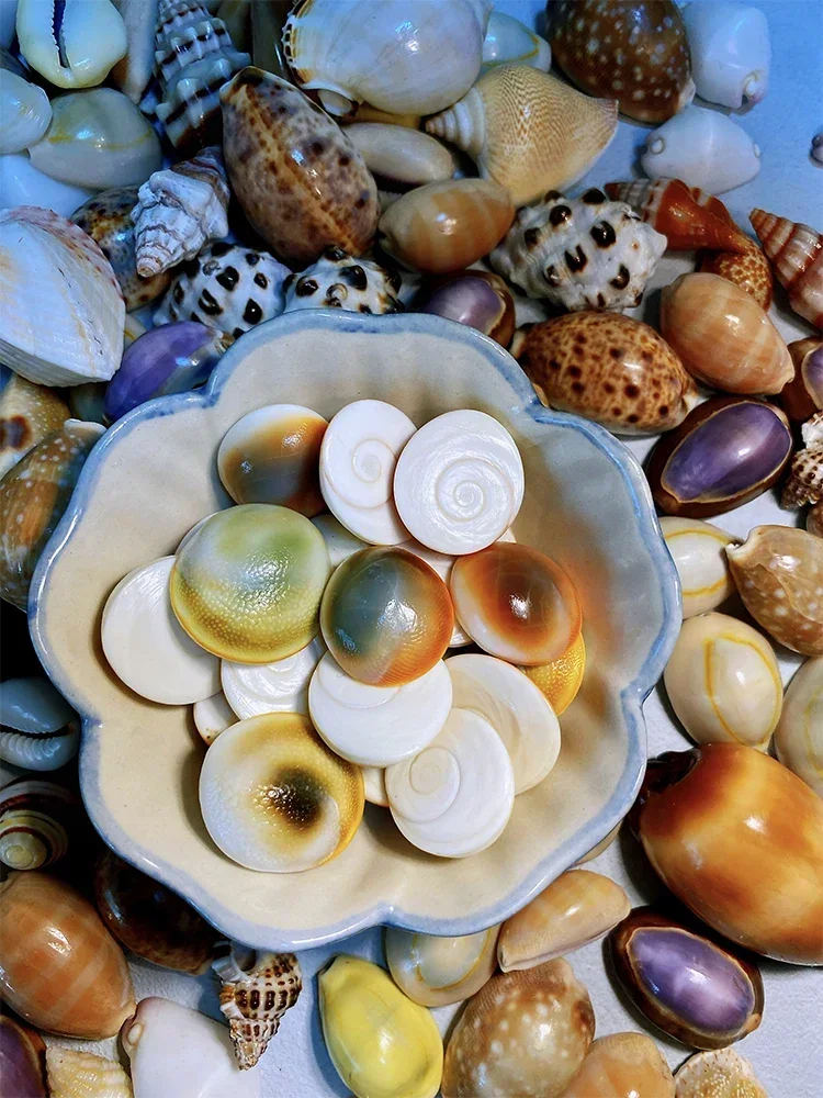 5 шт. очень большой и красочный чехол для рта в виде раковины 1 8 см более