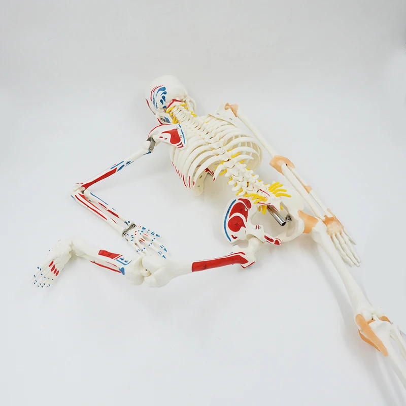 85CM Human Skeleton Model with Ligaments and Muscles Painted Skull Spine Upper Limb Anatomical Model Educational Equipment