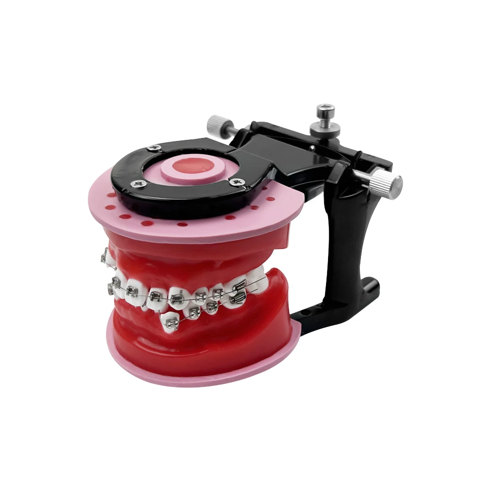 Ортодонтическая обучающая модель для стоматологического техника тренировочное