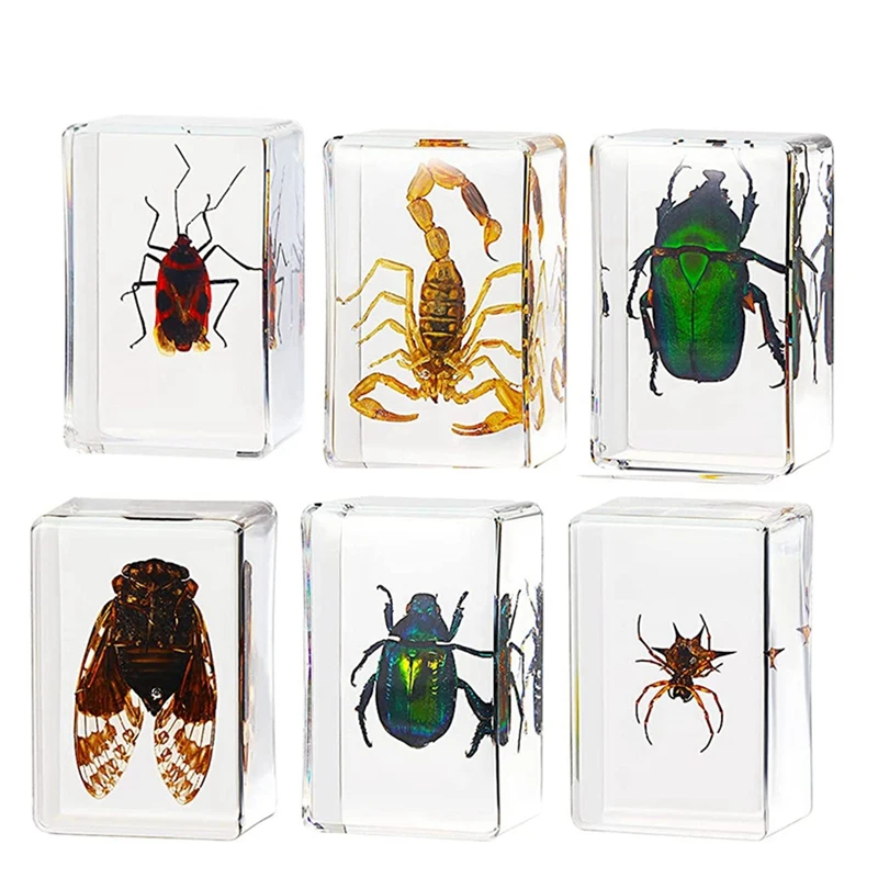 

6 Piece Insect Resin Specimen Cicada Collection Insect Resin Specimen Arachnid Insect Resin Specimen
