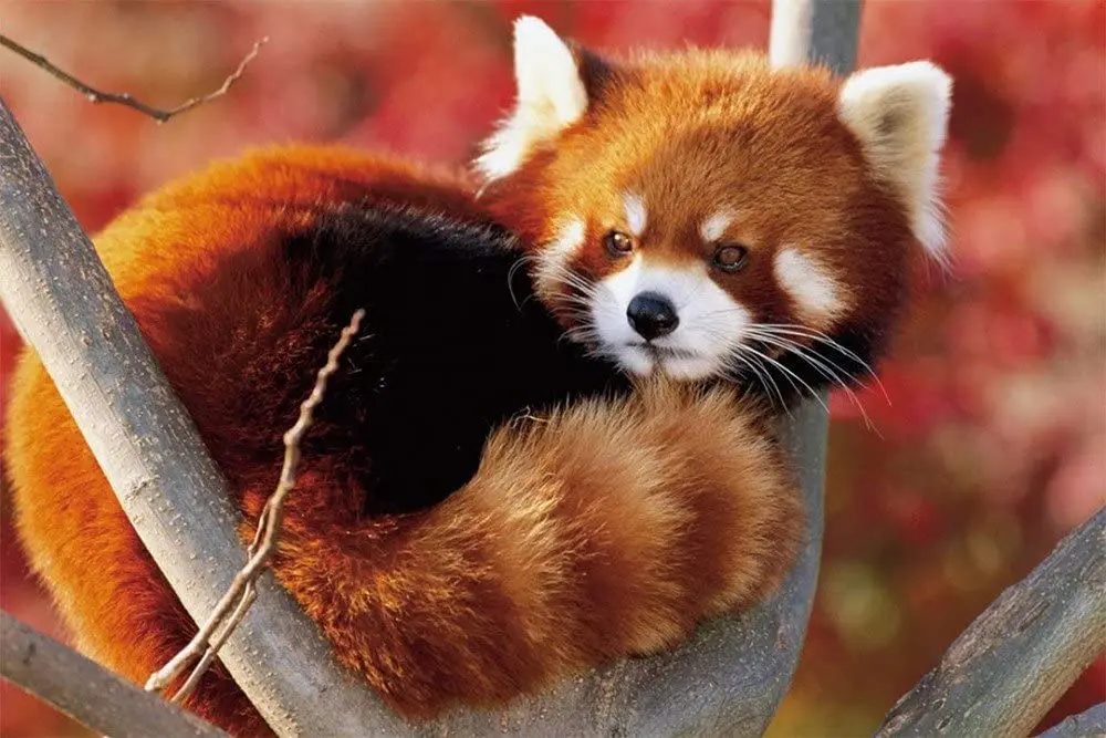 

HommomH 40x50 Blanket Throw Comfort Thin Soft Air Conditioning A Baby red Panda