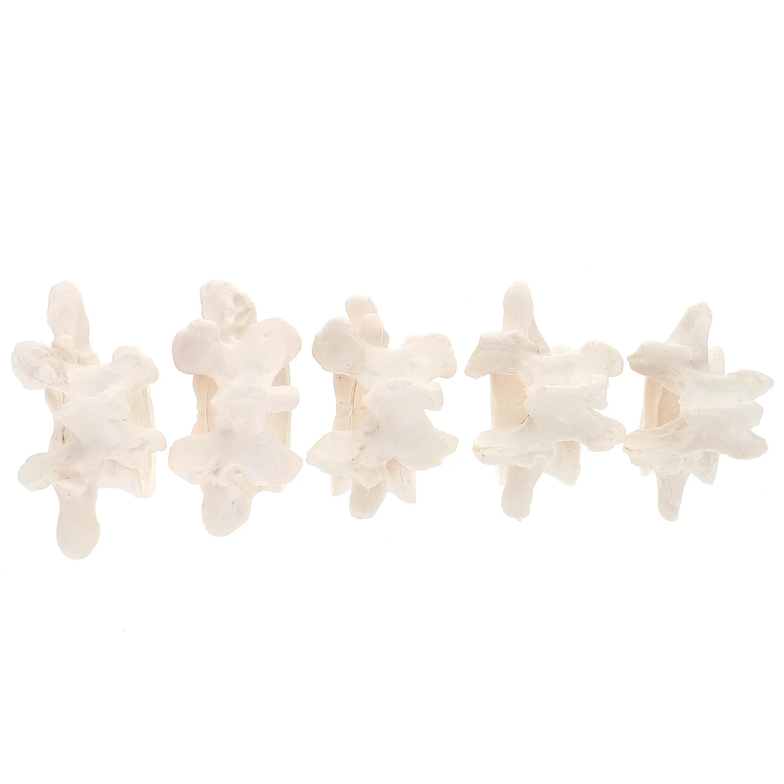 

1 Set Human Spine Lumbar Vertebrae 5-stage Medicals Lumbar Vertebrae Spine Model