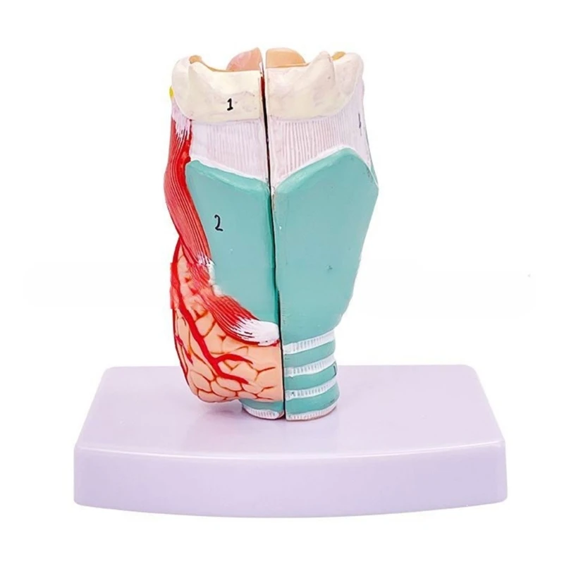 

Life Size Anatomical Larynx Model Detachable Human Throat Model Anatomy