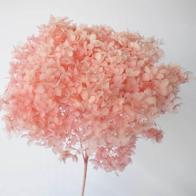 

18-20cm Head Natural Preserved Anna Hydrangea With Stem Eternal Display Flower Bunch For Wedding Home Decoration Accessories