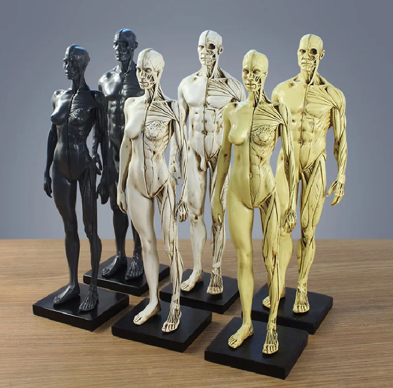 

Дизайн Живопись CG справка медицинский череп бюст человеческая модель мышц-скелета анатомической конструкции художественное искусство укр...