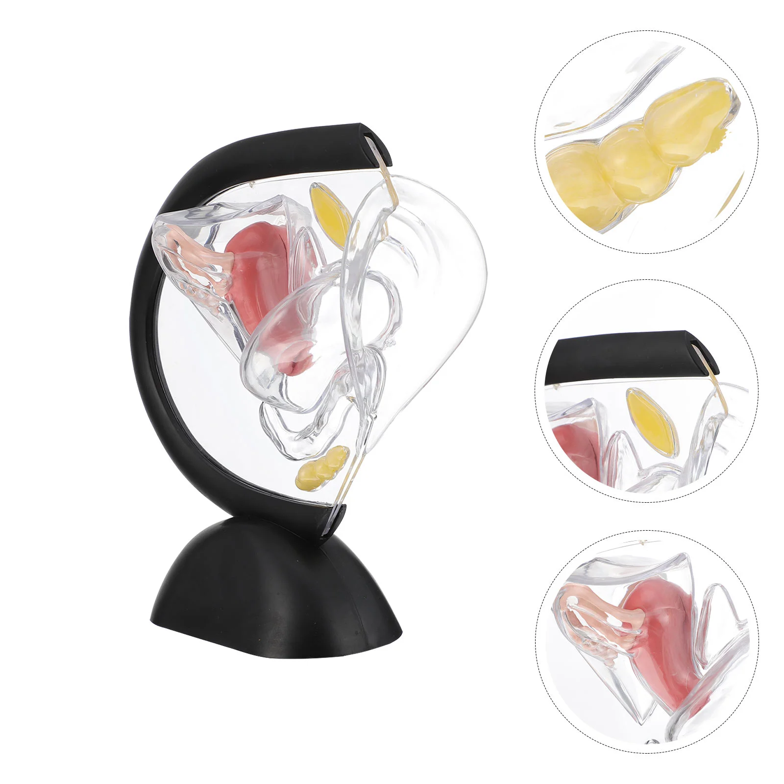 

Model Uterus Human Uterine Anatomical Organ Medical Female Reproductive Body Transparent Ovary Pathological Structure Biological