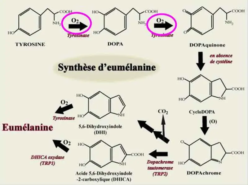 Отбеливающие натуральные ингредиенты для осветления кожи корректор темных