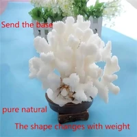 1pcs from the south china sea pure natural coral natural conch shell coral oversized bonsai coral gift of nature gods hand