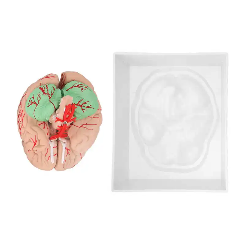 

Anatomical Brain Model Human Brain Model 8 Parts for Teaching Display for Science Classroom Study