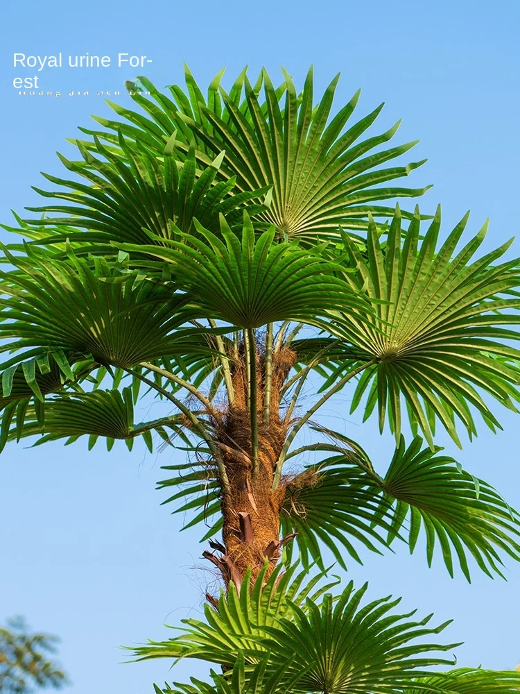 QJJ супер крупная имитация Areca пальмовое коричневое дерево искусственное растение