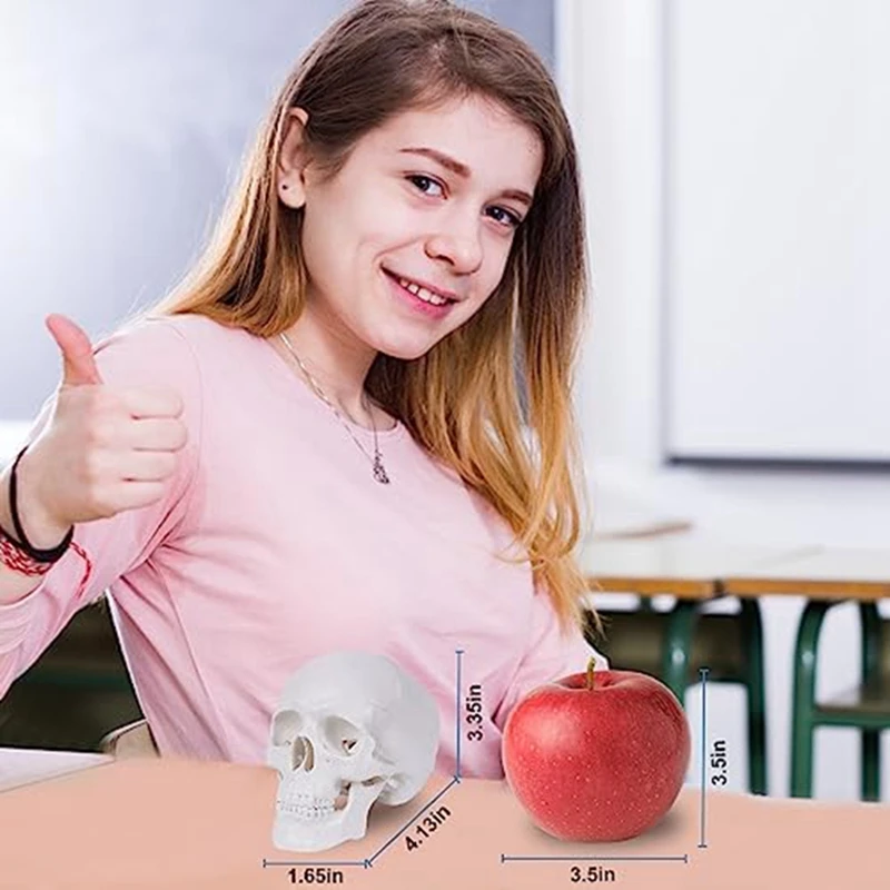 Mini model ludzkiej czaszki 3-częściowy anatomiczny ze zdejmowaną czapką z czaszką i przegubową trwałą żuchwy