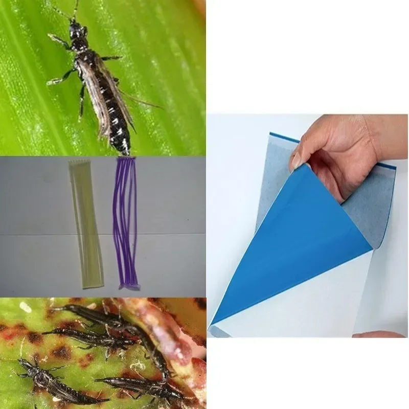 5/10/20 шт. клейкая лента-ловушка для фруктов