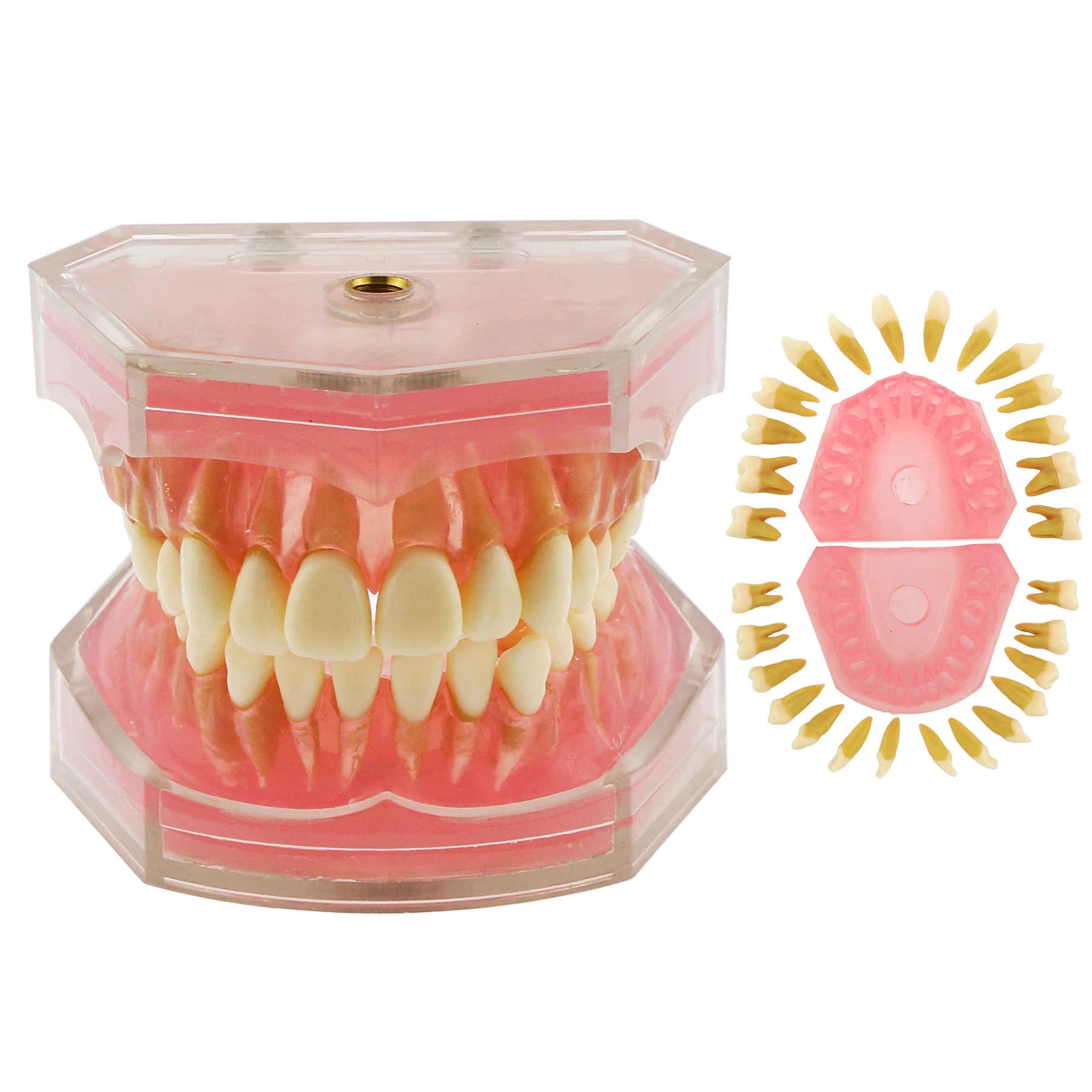 

Dental Typodont Model Standard Model with Removable Teeth M7008