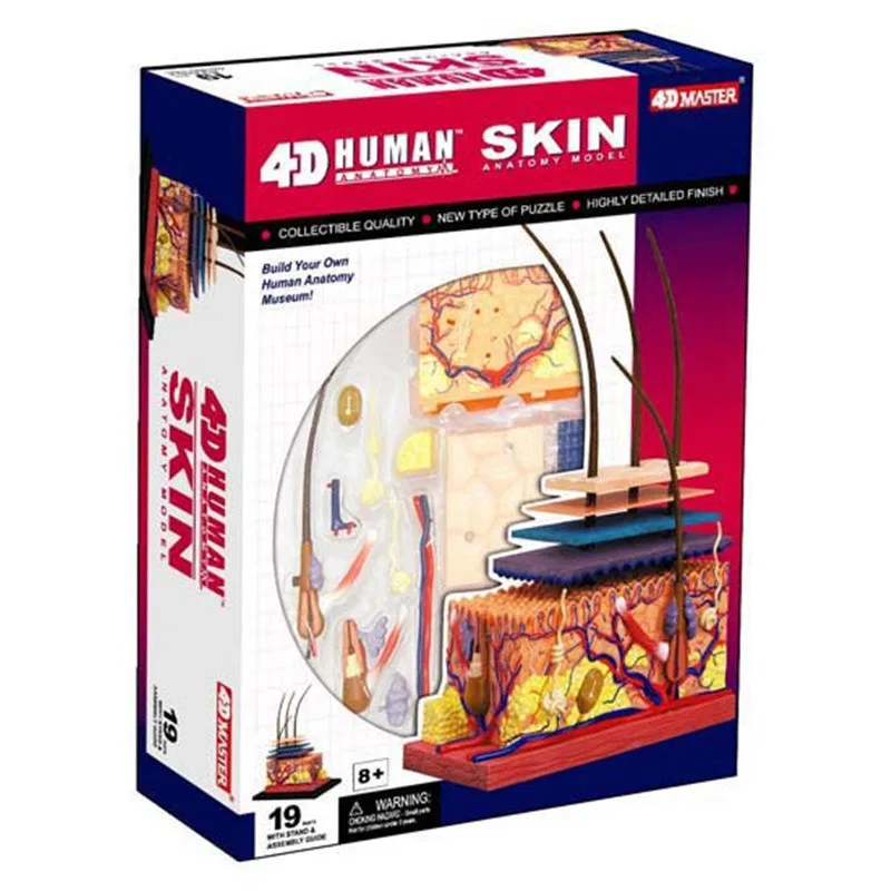 JSXuan-modelo anatómico 3D de piel y pelo humano para niños, juguetes de aprendizaje para niños