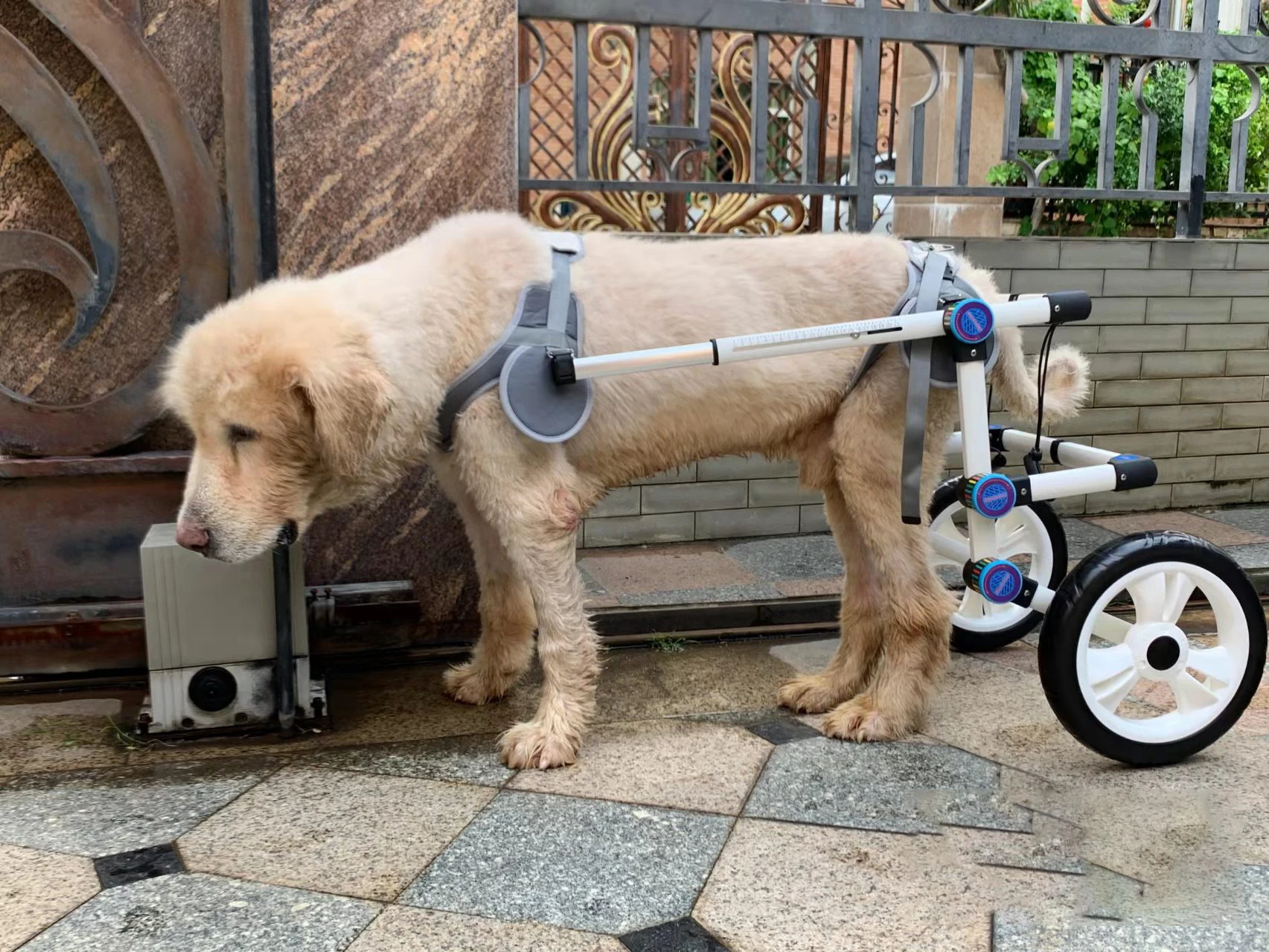 Инвалидные коляски Dog wheelchairs