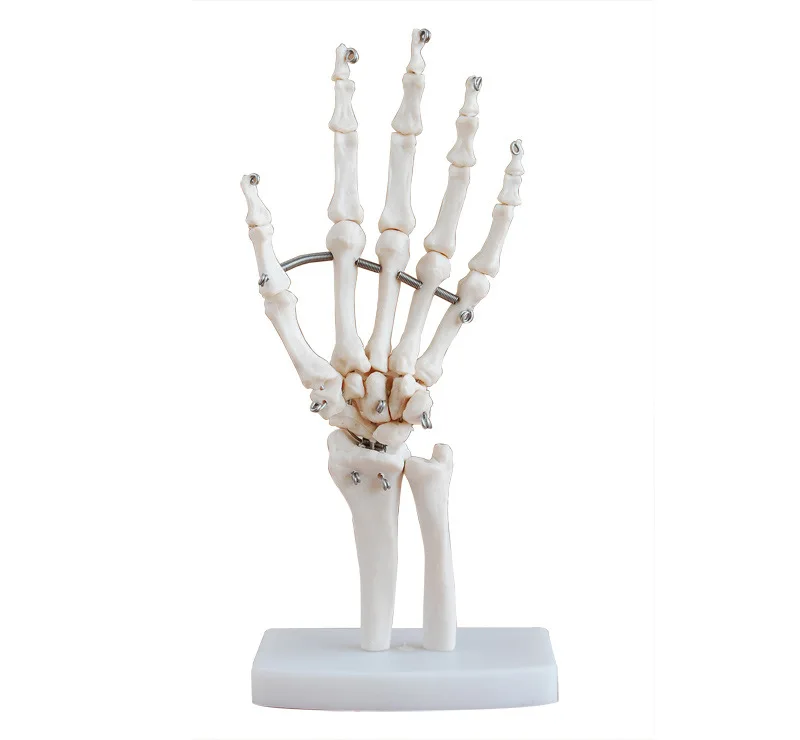 

Hand Model Bones Ulna and Radius Model Human Skeleton Palm Skeleton Model