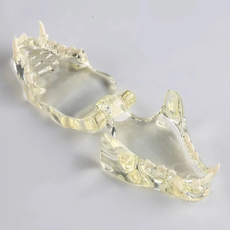 Смола животное стоматологическая прозрачная собака кошка модель оральных зубов