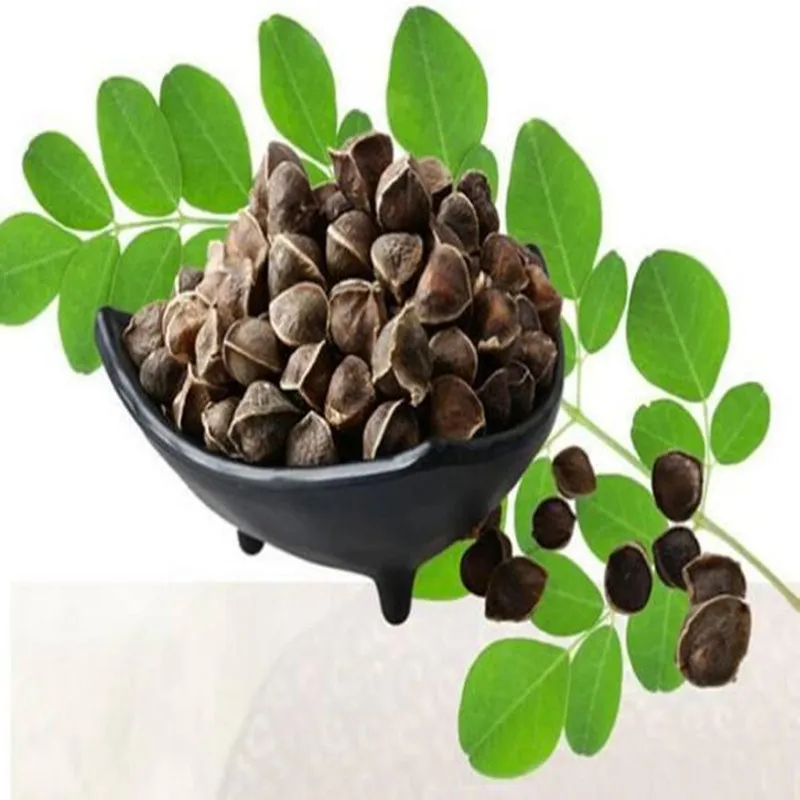 

Hot sale 100Pcs-1000Pcs High Quality High Germination Rate Moringa Oleifera, Moringa,It Can Be Planted and Eaten