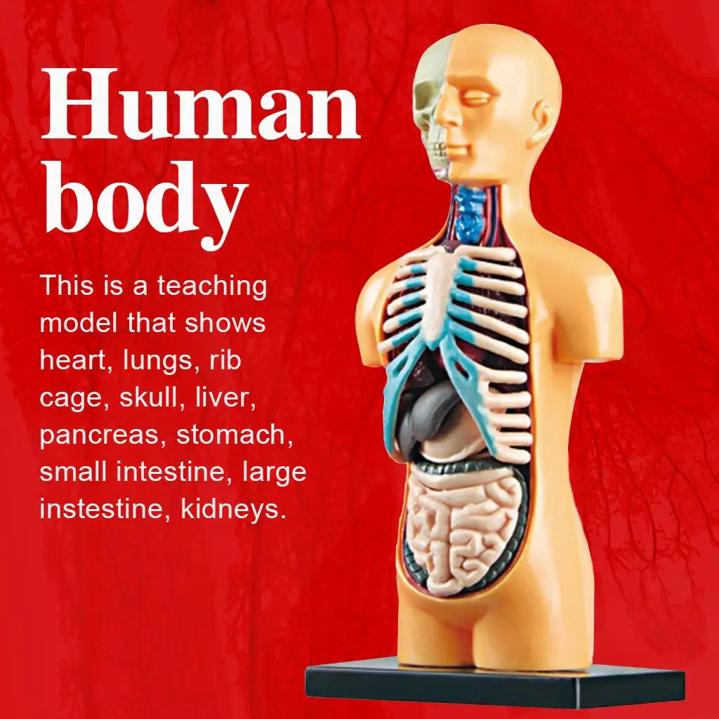 

3D Human Body Torso Model Classroom Demonstration Assembly Toys Lab Kits