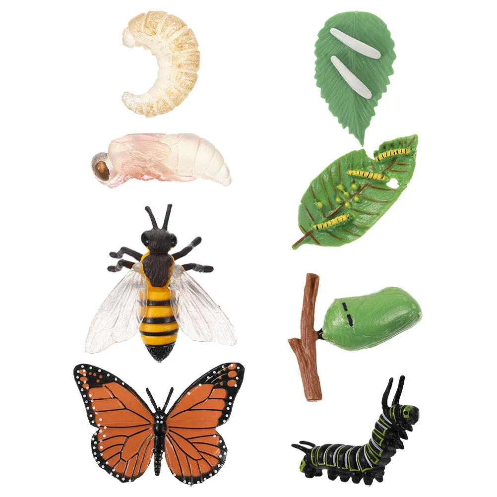 

2 Sets Butterflies Bees Growth Cycle Models Cognitive Simulation Insect Growth Cycle Models
