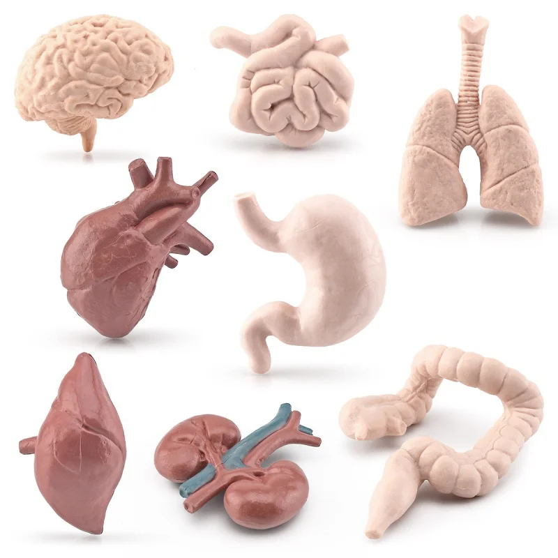 

8 Kind Children's Teaching Aids Simulation Human Organ Brain Heart Gastrointestinal Lung Liver Kidney Model