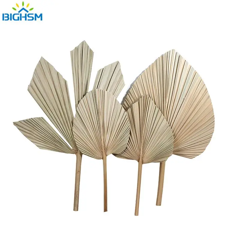 Dry Palm Fan Leaves Dried Natural Flower Palm Leaf Window Reception Party Art Wall Hanging Decoration Wedding Arch Arrangement
