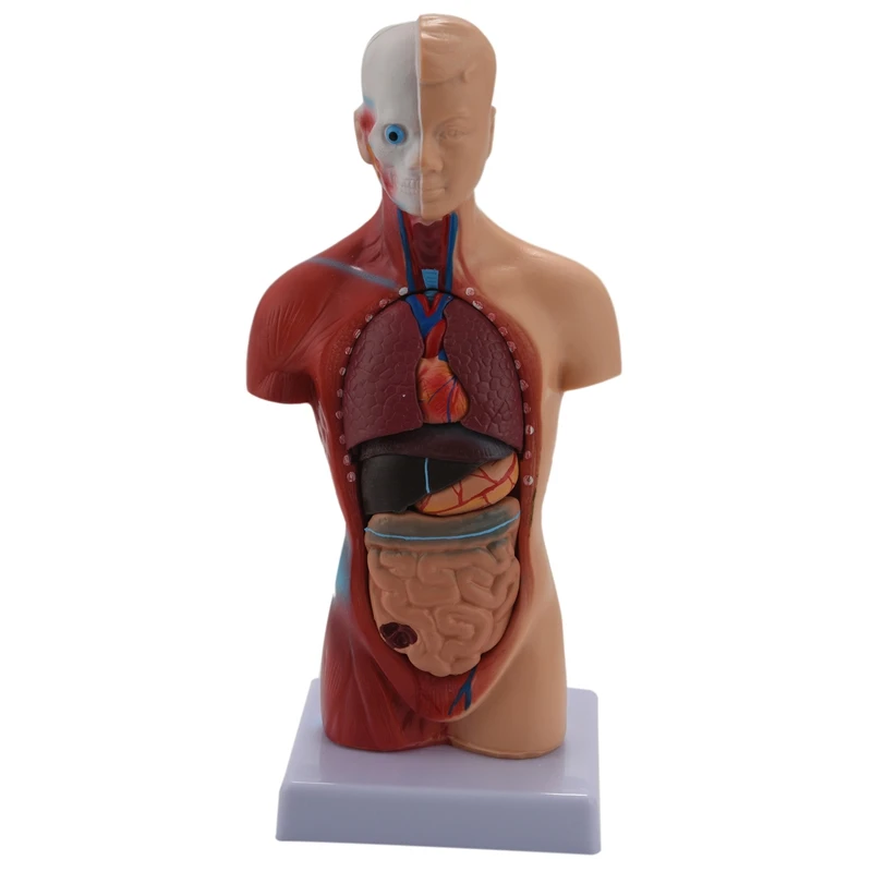

Human Torso Body Anatomy Model Heart Brain Skeleton School Educational 11Inch