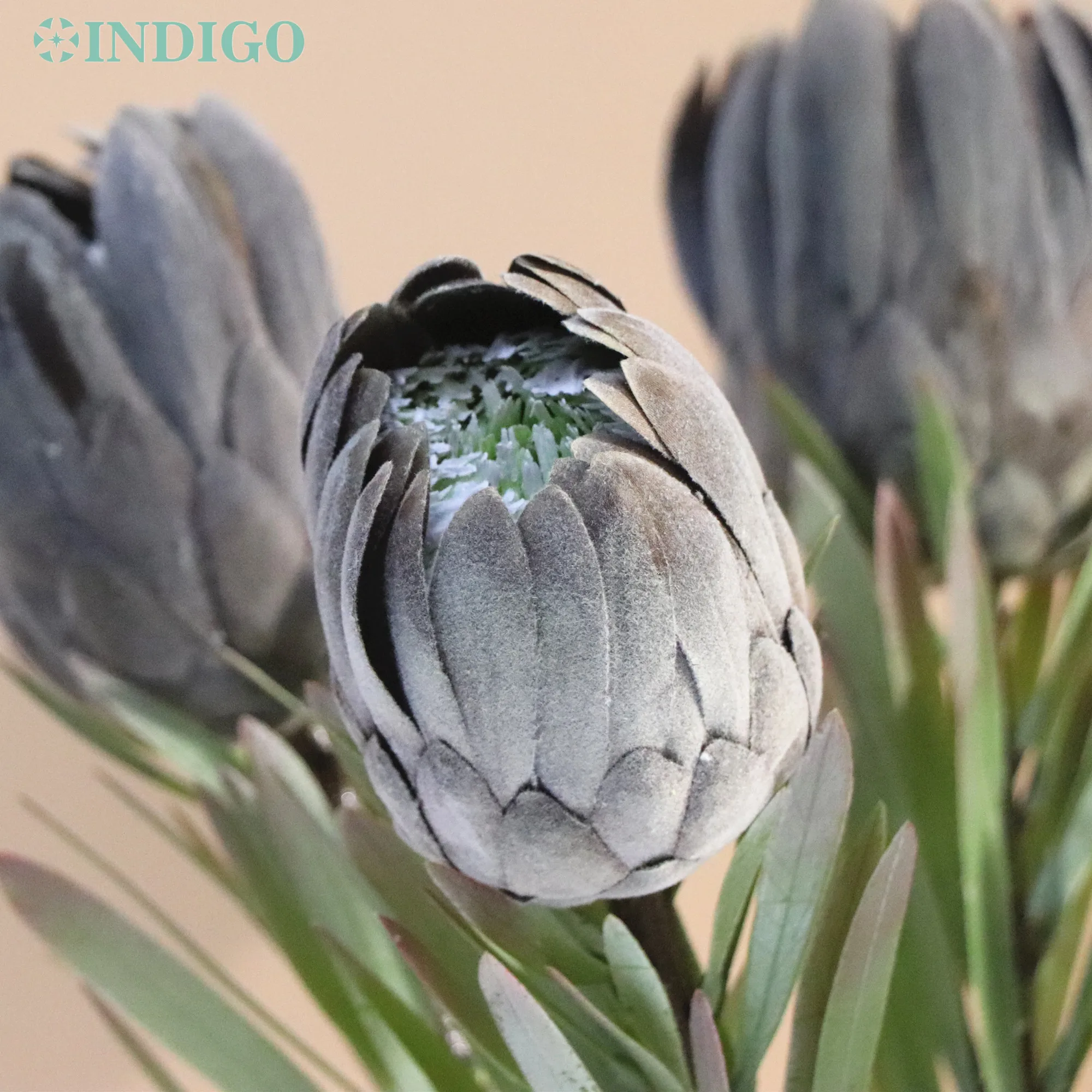 

Black Protea Cynaroides Queen 56CM Bud Head Artificial Flower Wedding Party Event Office Shopwindow Home Decoration - INDIGO