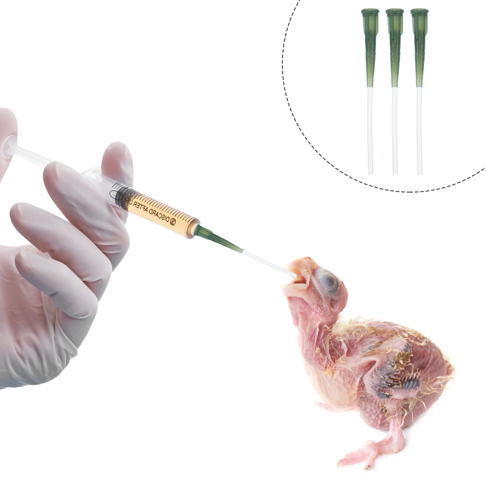 

Feeding Birds Hose Bird Syringe Baby Feeder Accessory Tubes Parrot Tooldroppersmall Water Animals Medicinetube Pet Budgie Supply